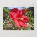 Search for macro postcards Bloom