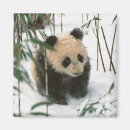 Search for panda magnets Cub