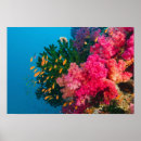 Search for coral reef art Dive