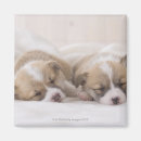 Search for blankets magnets Nature