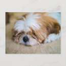 Recherche de tzus de shih cartes postales Chiot