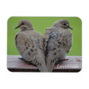 Search for mourning dove Birding