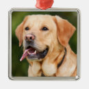 Search for yellow labrador ornaments Pet