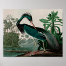 Search for audubon birds posters Birds of america