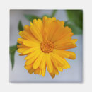 Recherche de gerbera jaune Marguerites jaunes