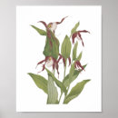 Search for lady slipper posters Floral