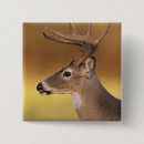 Search for deer square buttons White tailed deer