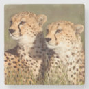 Search for arusha Animal