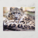 Search for leopard portrait postcards Cat