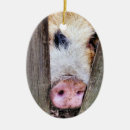 Search for pig ornaments Animals