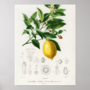 Search for lemon tree art Fruits