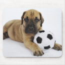 Search for great dane puppy mousepads Studio shot