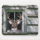 Search for deer blind Buck