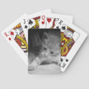 Recherche de chaton blanc jeux de cartes Mignon