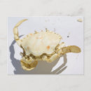 Search for sea shell postcards Marine