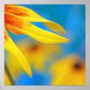 Search for rudbeckia posters Photography