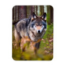Recherche de loup de forêt magnets Faune