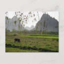 Search for grazing cows postcards Nature