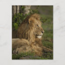 Search for masai mara postcards Grassland
