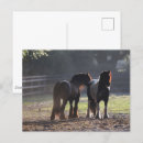 Search for gypsy vanners postcards Two