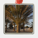 Search for dune ornaments Dawn