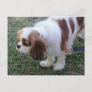 Recherche de cavalli cartes postales Caverne