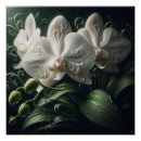 Recherche de orchidée blanche posters Nature