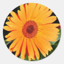 Search for orange gerbera daisy stickers Flower