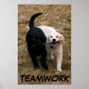 Search for black lab retriever dog posters Puppy