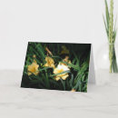 Search for daylilies cards Plants