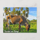 Search for coconuts postcards Caribbean