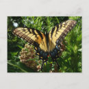 Recherche de papillons colorés cartes postales Pour tous