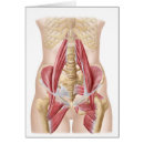 Recherche de ligament cartes postales Fibres musculaires