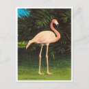 Search for vintage flamingo postcards Travel