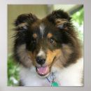 Recherche de sheltie posters Animaux