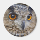 Search for eagle eyes magnets Bird of prey