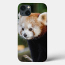 Search for panda bears iphone cases Nature