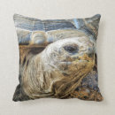 Search for tortoise pillows Animals
