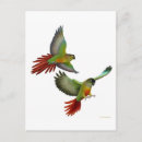 Search for conurs postcards Conures