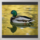 Recherche de duck posters Animaux
