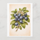Recherche de myrtille cartes postales Vintage