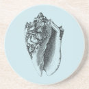 Search for conch shells Seashell