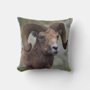 Recherche de rocky coussins Faune