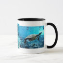 Search for shoals mugs Fish