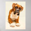 Search for boxer puppy posters Animal