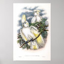 Recherche de cacatoes posters Nature