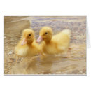 Recherche de de caneton cartes postales Faune
