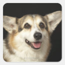 Search for black and white portrait stickers Dog