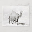 Search for robe postcards Animal