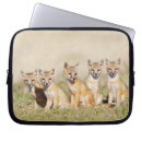 Search for vulpes cases Swift fox